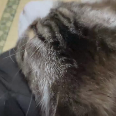 動画1