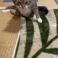 動画1