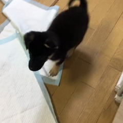 動画1