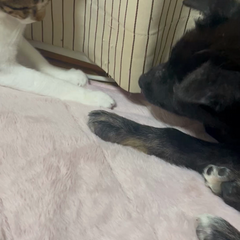 動画1
