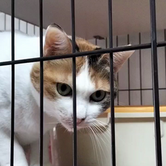 動画1
