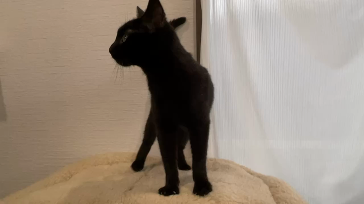 性格の良さ◎な黒猫マンチ」千葉県 - 猫の里親募集(488563