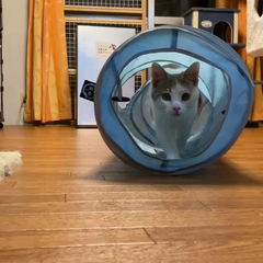 動画1