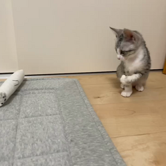 動画1