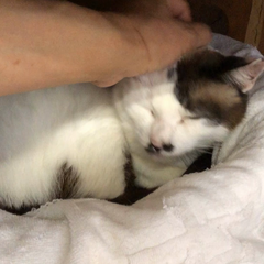 動画1