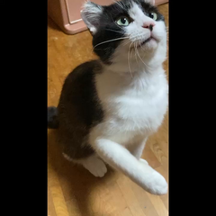 動画1