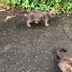 動画1