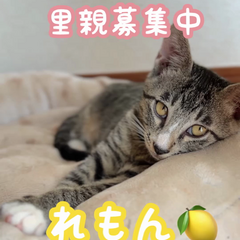 動画1