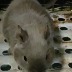 動画1