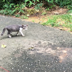 動画1