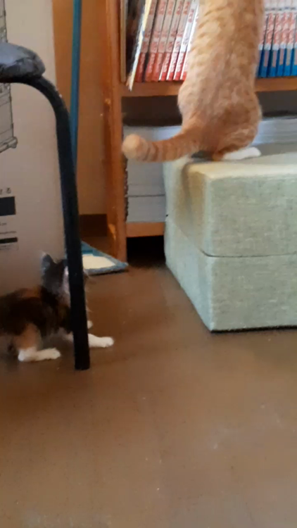 超可愛い、ふわふわの三毛」山口県 - 猫の里親募集(497412