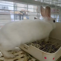 動画1