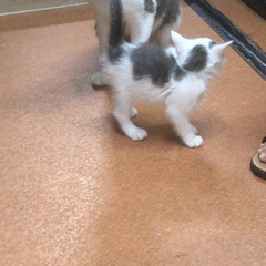 動画1