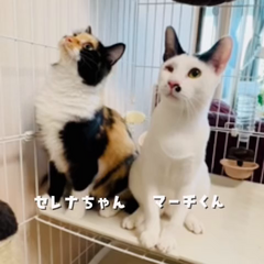 動画1