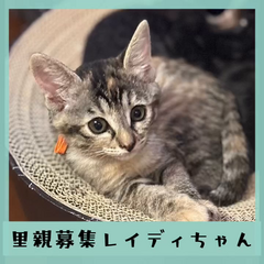 動画1