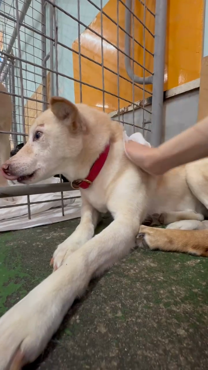 ハッピー犬になりたい！大」山口県 - 犬の里親募集(500035