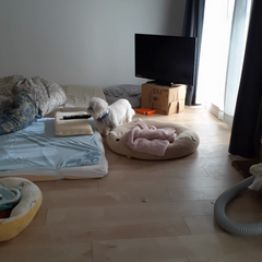 動画1