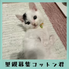 動画1