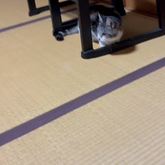 動画1