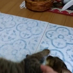 動画1