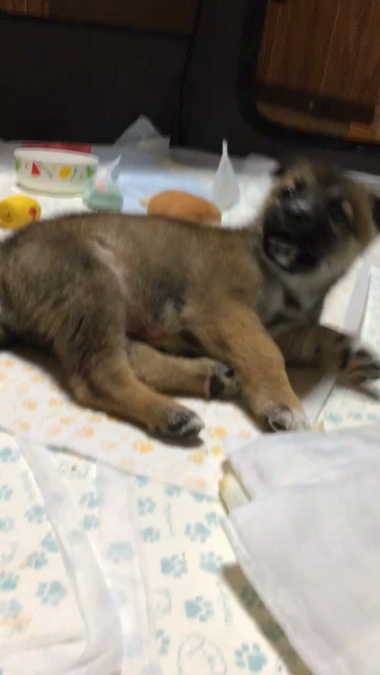かわいい子犬 ブロンズく」岡山県 - 犬の里親募集(510141