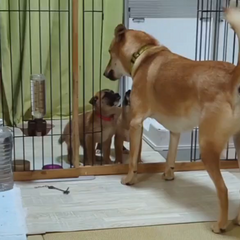 動画1