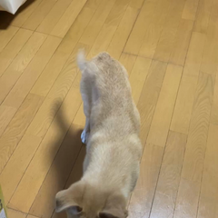 動画1