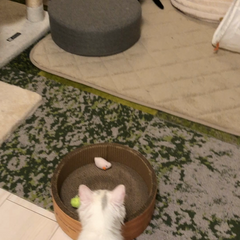 動画1