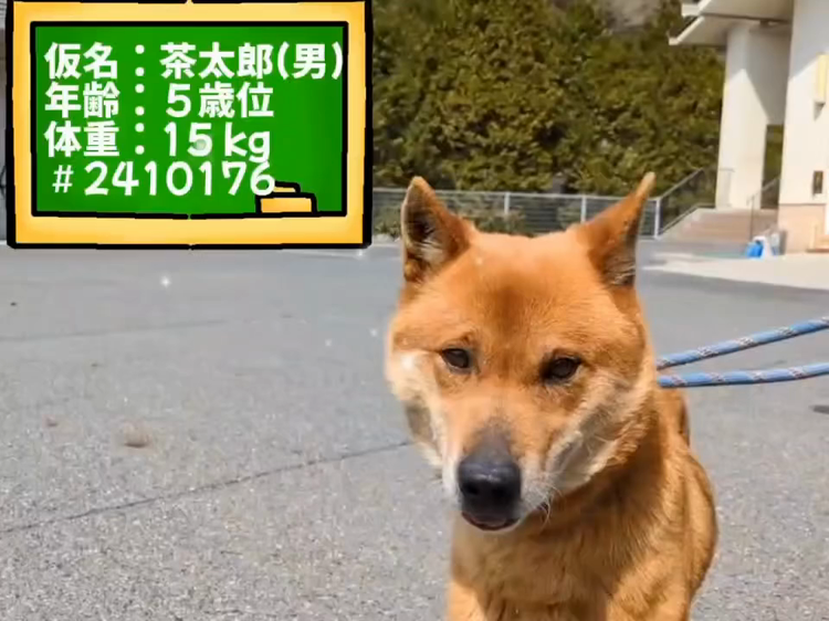 人馴れOK！柴風イケワン」岡山県 - 犬の里親募集(513382) :: ペット