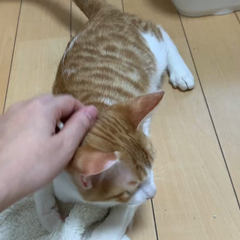 動画1
