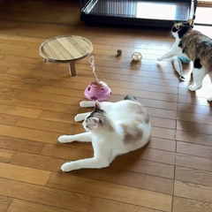 動画1