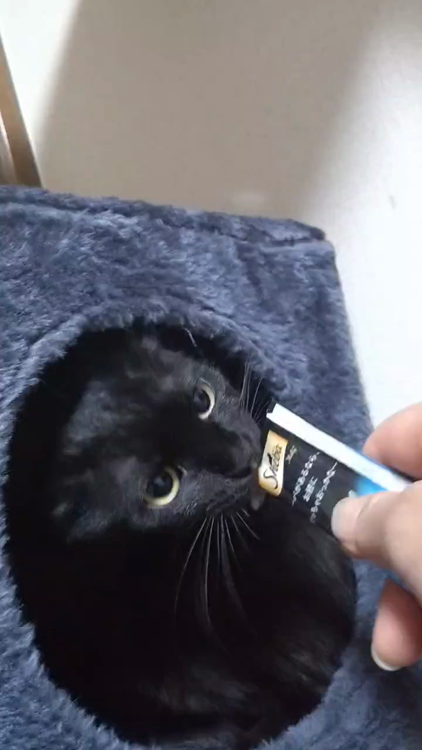 小顔美形黒子猫メス」大阪府 - 猫の里親募集(516118) :: ペットの