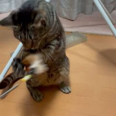 動画1