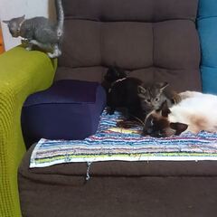 動画1