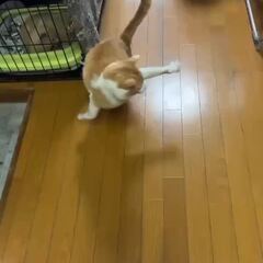 動画1