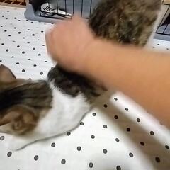 動画1