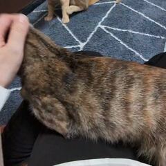 動画1