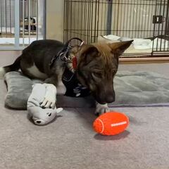 動画1