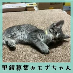 動画1