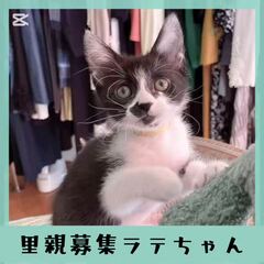 動画1