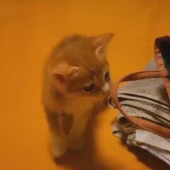 動画1