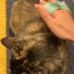 動画1