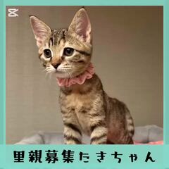 動画1