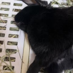 動画1