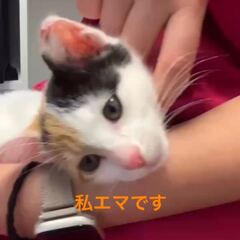 動画1