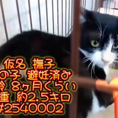 動画1