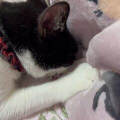 動画1