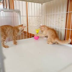 動画1
