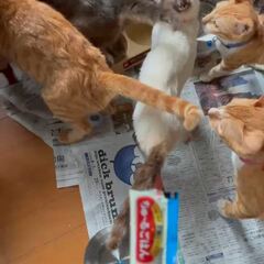 動画1