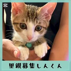 動画1